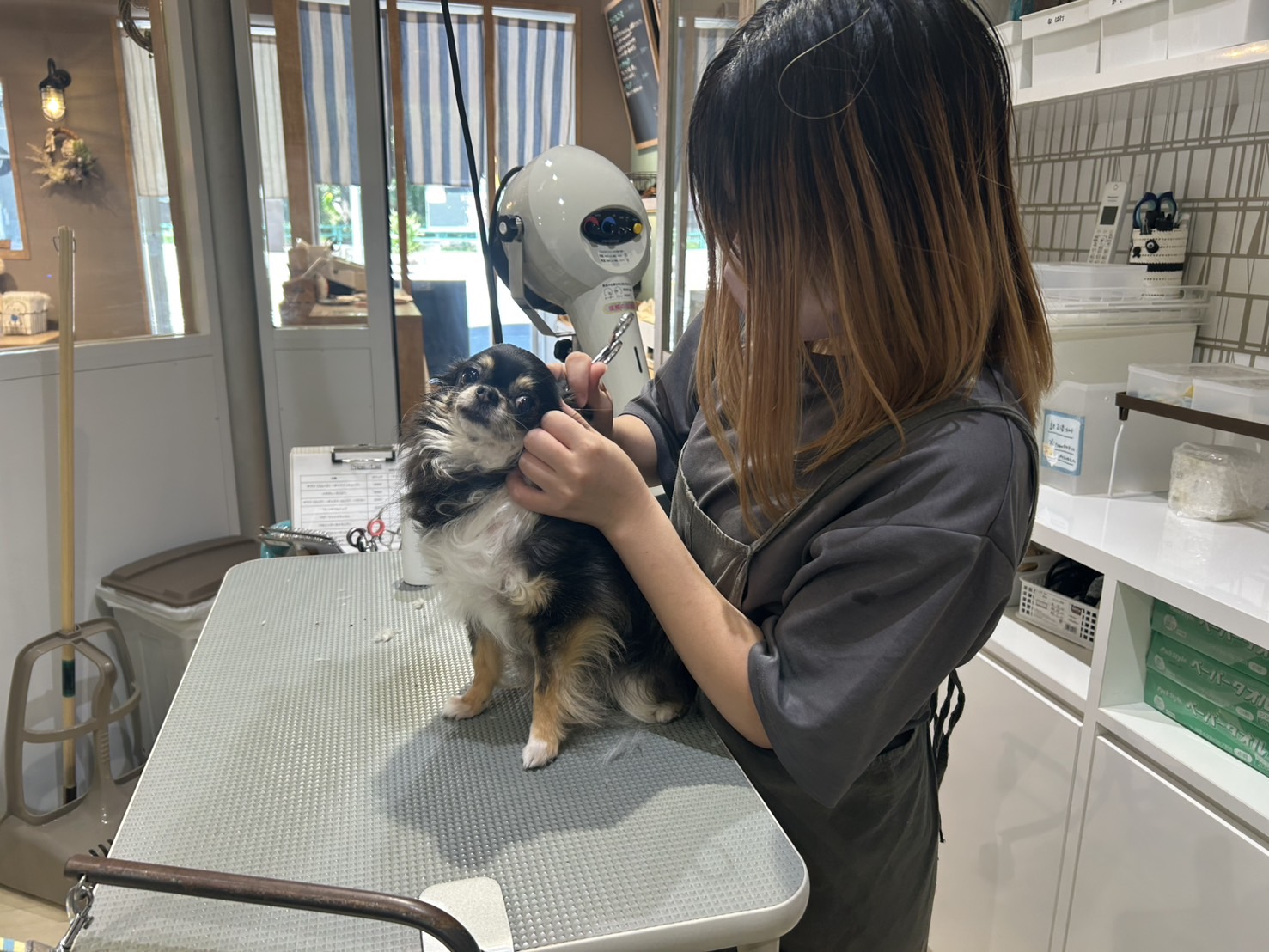 Pet salon Cheri　で綺麗にしてもらうわんちゃん