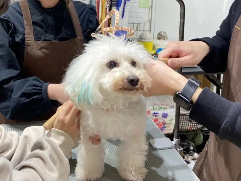 犬をトリミング中